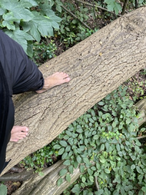 climbing in the woods on a fallen tree barefoot